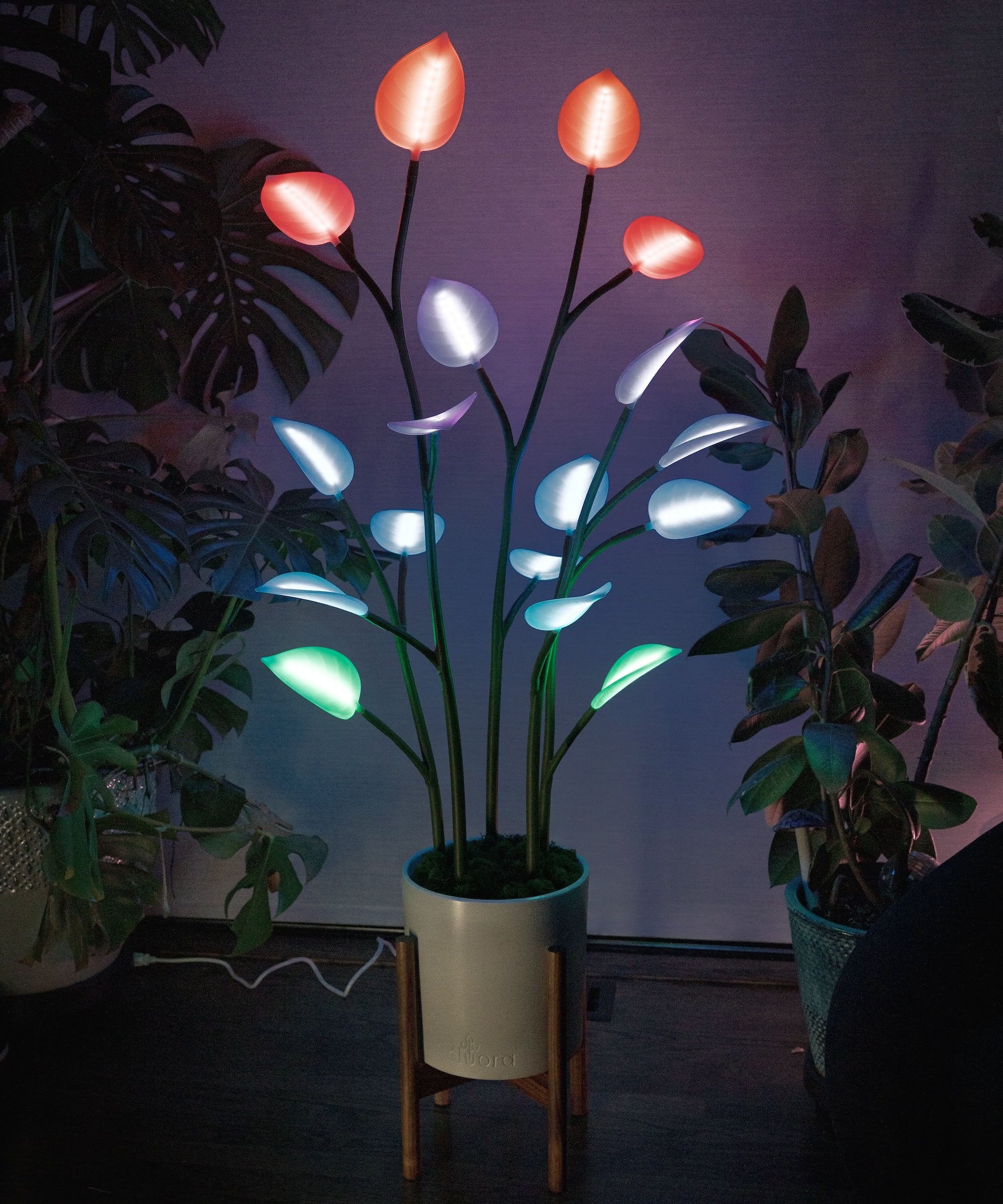 A houseplant, imbued with LED lights. An immersive smart light in the form of a houseplant. Brings your living room or bedroom to life. 